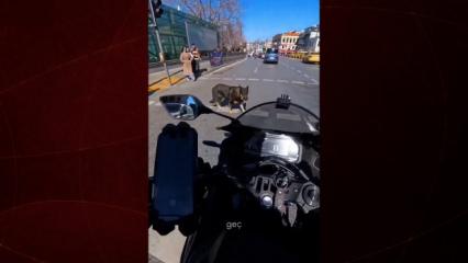 Motosiklet s&uuml;r&uuml;c&uuml;s&uuml;, başıboş k&ouml;pek saldırısına uğradı! O anlar kamerada