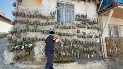 Tokatlı vatandaştan sıra dışı y&ouml;ntem: Evinin duvarında yetiştirdi