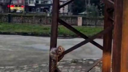 Trabzon'da sevimli baykuş sokak direğinde uyuya kaldı