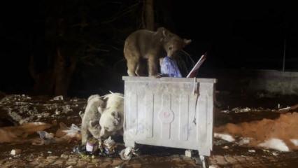 Uludağ&rsquo;da kış uykusundan uyanan ayı ailesi g&ouml;r&uuml;nt&uuml;lendi