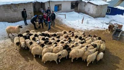 Van'da küçükbaş hayvancılık devlet desteğiyle artıyor