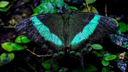 3 bin kilometre u&ccedil;an kral kelebeği de burada: Konya Tropikal Kelebek Bah&ccedil;esi
