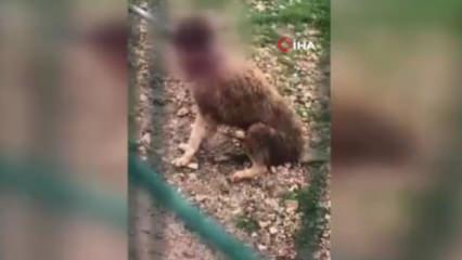 Barınakta i&ccedil; sızlatan g&ouml;r&uuml;nt&uuml;! Burdur Valiliği soruşturma başlattı 