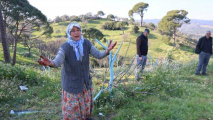 Aydın&rsquo;da akılalmaz &ouml;fke: Y&uuml;zlerce zeytin ve incir ağacını kestiler