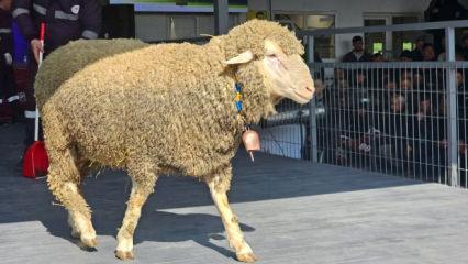 Damızlık ko&ccedil;un fiyatını duyan kulaklarına inanamadı! Sıfır araba daha ucuz 