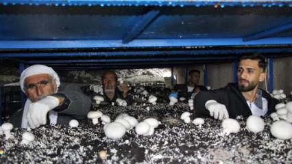Dededen kalma mağaraya tesis kurdu: Yılda 3 ton &uuml;retiyor