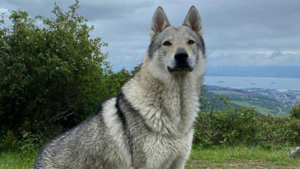 D&uuml;nyanın en eski k&ouml;pek DNA'sı T&uuml;rkiye'de bulundu
