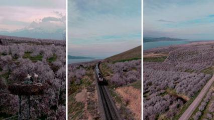 Elazığ'da kayısı &ccedil;i&ccedil;ekleriyle bahar senfonisi: Doğada g&ouml;rsel ş&ouml;len başladı