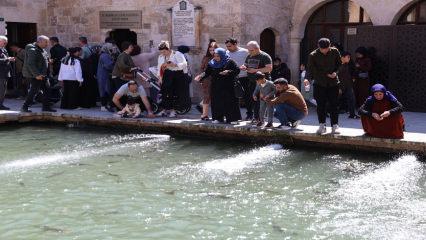 En b&uuml;y&uuml;k doğal akvaryum! Şanlıurfa&rsquo;da g&uuml;neşli havayı g&ouml;ren Balıklıg&ouml;l&rsquo;e akın etti