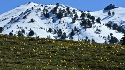 G&uuml;m&uuml;şhane&rsquo;de iki mevsim bir arada: Musalla Vadisi&rsquo;nin bir yanı kış, bir yanı bahar