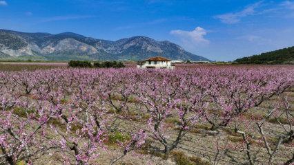 İlkbahar tarlaları pembeye boyadı: İzmir&rsquo;de şeftali ağa&ccedil;ları &ccedil;i&ccedil;ek a&ccedil;tı