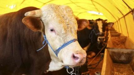 Kurbanlık pazarlıkları başladı: Fiyatlardaki y&uuml;kseliş dikkat &ccedil;ekti