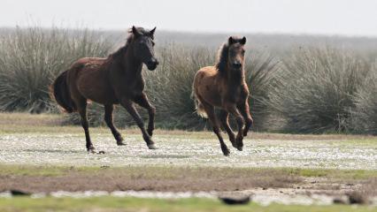 Kuşlar, yılkı atları, develer aynı yerde! Kızılırmak Deltası Kuş Cenneti baharda şenlendi