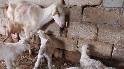 S&uuml;t rekortmeni Saanen ke&ccedil;iden besiciyi sevin&ccedil;ten havalara u&ccedil;uran doğum 