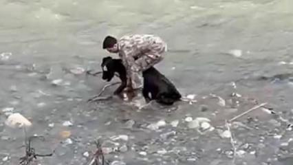 Siirt'te dereye d&uuml;şen buzağı polis tarafından kurtarıldı
