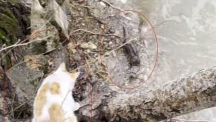 Tunceli'de kedi ile su samurunun neşeli saklamba&ccedil; oyunu kameraya yansıdı