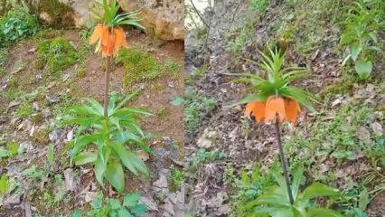 Tek bir dalı koparmanın cezası ikinci el araba fiyatına bedel