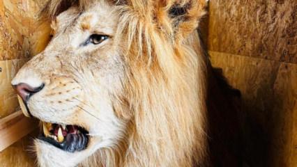 Trabzon Limanı'nda ele ge&ccedil;irildi: Tam 19 tane 