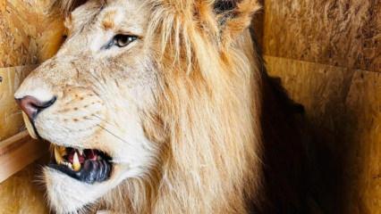 Trabzon'da 19 yaban hayvanı trofesi ele ge&ccedil;irildi