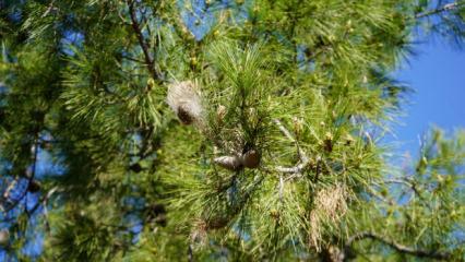 T&uuml;rkiye'nin yeni baş belası! Sakın dokunmayın: Sessiz tehlikeye karşı uzman isim uyardı