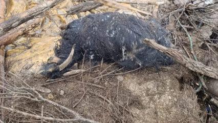 Van'da yağış felaketi: &Ccedil;&ouml;ken ahırda 20 k&uuml;&ccedil;&uuml;kbaş hayvan telef oldu