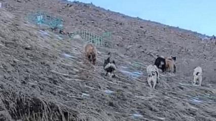 Yer: Hakkari! &Ccedil;oban k&ouml;pekleri ayıları kovaladı: İlgin&ccedil; anlar anbean kamerada