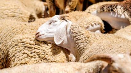 150 bin k&uuml;&ccedil;&uuml;kbaş dağıtılacak! İşte başvuru s&uuml;reci