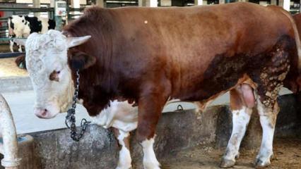 B&uuml;y&uuml;kbaş ve k&uuml;&ccedil;&uuml;kbaş piyasası belli oldu: İşte 2026 kurbanlık fiyatları