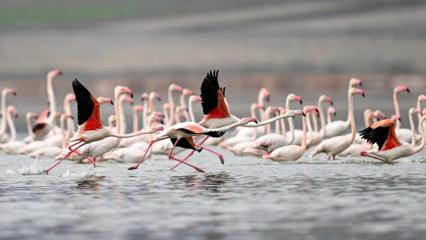 40 yıl sonra geri d&ouml;nd&uuml;ler: Kayseri Tuzla Palas G&ouml;l&uuml; flamingolarla yeniden şenlendi