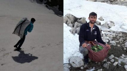 Kendiliğinden dağda yetişiyor: Bir g&uuml;nde 21 bin lira kazanıyor! Kilosu 300 lira