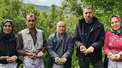 Kalbi koruyor, safra taşını &ouml;nl&uuml;yor, antioksidan deposu: Hasadı erken başladı kilosu 150 TL!