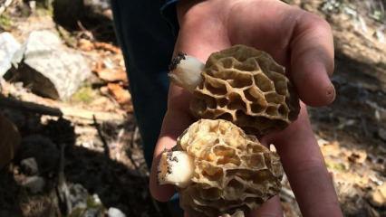 T&uuml;rkiye&rsquo;de ilki başardı: Laboratuvarda &uuml;retti, kilosu servet değerinde