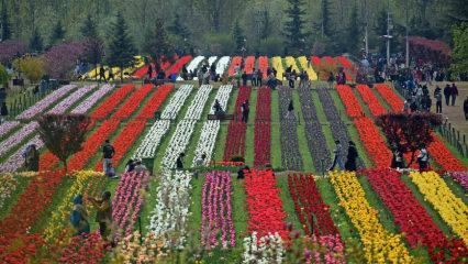 Asya&rsquo;nın en b&uuml;y&uuml;k lale bah&ccedil;esi! Srinagar&rsquo;dan rengarenk manzaralar