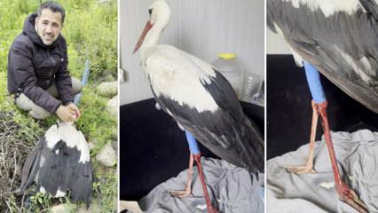 Av t&uuml;feğiyle vurularak yaralanan leyleğe kuş g&ouml;zlemcisinden ilk yardım