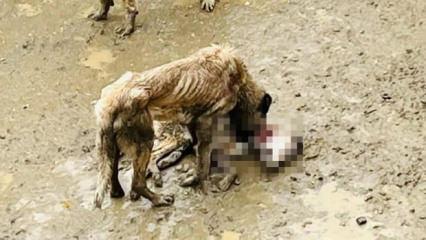 Bilecik'te izleyenin i&ccedil;ini sıkıştıran g&ouml;r&uuml;nt&uuml;: A&ccedil; kalan k&ouml;pekler birbirlerini yedi iddiası