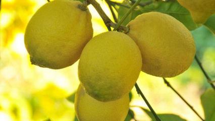 Bir dilim limon 25 lira! İşin suyunu &ccedil;ıkardılar