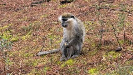 Denizli'de mantar aramak i&ccedil;in &ccedil;ıktığı doğada maymun buldu