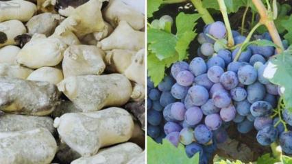 Erzincan&rsquo;ın &lsquo;tulum peyniri&rsquo; ve &lsquo;cimin &uuml;z&uuml;m&uuml;&rsquo; Ark of Taste listesine alındı