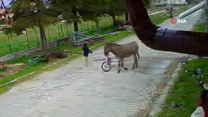 Evinin bah&ccedil;esinde oynayan k&uuml;&ccedil;&uuml;k kıza eşek saldırdı