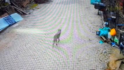 Feke'de yerleşim alanına inen kurt g&ouml;r&uuml;nt&uuml;lendi