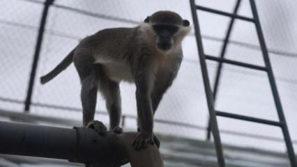 Firari maymun ikinci kez yakalandı! 