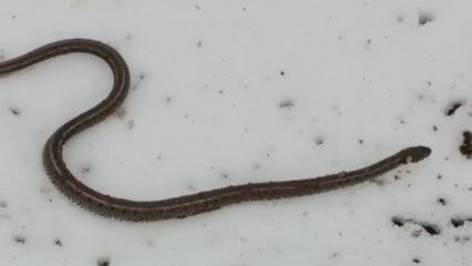 Hakkari'de su arızası sırasında ortaya &ccedil;ıktı! G&ouml;r&uuml;nt&uuml;s&uuml; ve c&uuml;ssesi &uuml;rk&uuml;tt&uuml; 