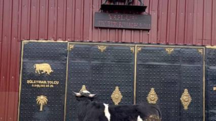 Heykeli ger&ccedil;ek sanıp ka&ccedil;tı: Tosunun şaşkınlığı sosyal medyada g&uuml;ndem oldu