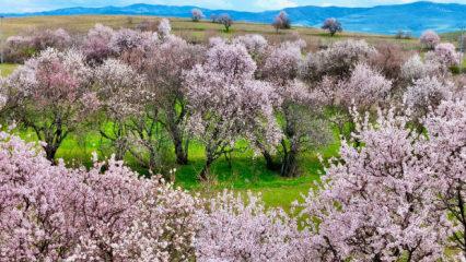 Beyaz ve pembenin eşsiz uyumu: Tunceli&rsquo;de badem ağa&ccedil;ları &ccedil;i&ccedil;ek a&ccedil;tı