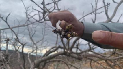 Kar ve yağmur bereketi: Antep fıstığında kuraklık endişesi ge&ccedil;ti