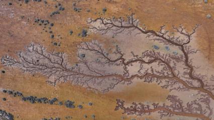 Kendiliğinden oluşan hayat ağacı! Kayseri&rsquo;de g&ouml;l havzasında ilgin&ccedil; g&ouml;r&uuml;nt&uuml;ler