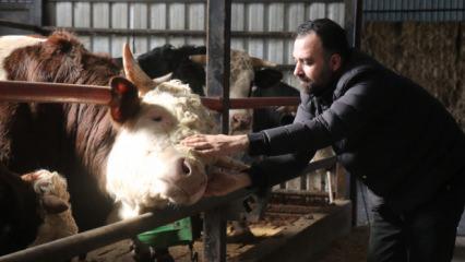 Kurbanlıkta erken rezervasyon d&ouml;nemi: &Ccedil;iftliklerde hareketlilik başladı