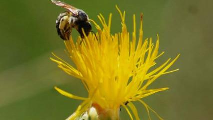 Kuşadası'nın simgesi t&uuml;l&uuml;şah i&ccedil;in tehlike &ccedil;anları &ccedil;alıyor