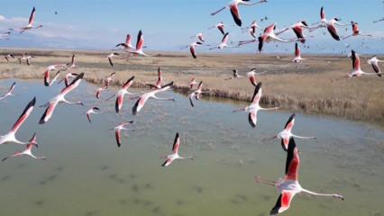 Onlardan biriymiş gibi! Flamingo s&uuml;r&uuml;s&uuml; g&ouml;renleri mest etti