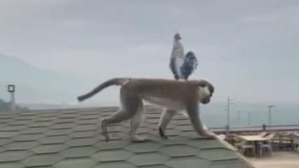 Ormandan sıkıldı, şehir turuna &ccedil;ıktı: İşte Denizlili maymunun yeni adresi